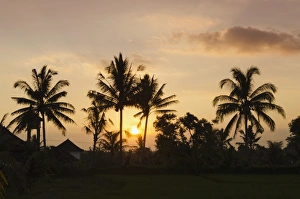 Sunset behind coconut trees, Ubud, Bali, Indonesia Sunset behind coconut trees, Ubud, Bali, Indonesia