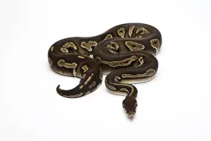 Prints of Super Black Head Ball Python or Royal Python -Python regius- Royal Python Prints: Super Black Head Ball Python Print