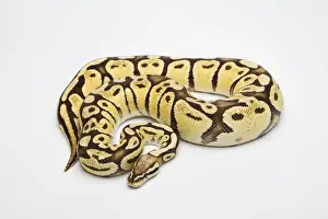 Prints of Super Pastel Vanilla Ball Python or Royal Python -Python regius-, female Royal Python Prints: Super Pastel Vanilla Ball Python Print