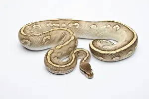 Prints of Super Phantom Ball Python or Royal Python -Python regius-, male Royal Python Prints: Male Super Phantom Ball Python Print