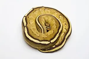 Constrictor Snakes Prints: Superstripe Ball Python or Royal Python -Python regius-, male