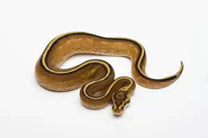 Reptilia Images Prints: Superstripe Ball Python or Royal Python -Python regius-, male