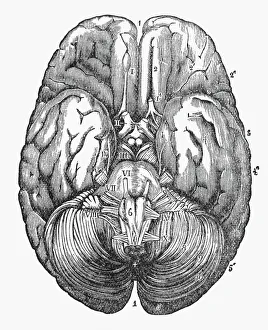 Under Surface of the Human Brain Engraved Illustration, Circa1880 Under Surface of the Human Brain Engraved Illustration, Circa1880