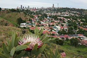 Surviving Mankind - Protea caffra growing in a tiny nature reserve surrounded by the city Surviving Mankind - Protea caffra growing in a tiny nature reserve surrounded by the city