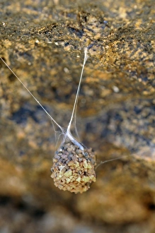 Suspended spider cocoon, Goegap Nature Reserve, Namaqualand, South Africa, Africa Suspended spider cocoon, Goegap Nature Reserve, Namaqualand, South Africa, Africa