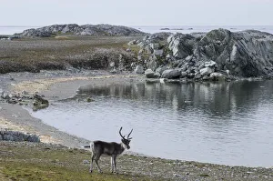 Svalbard Reindeer -Rangifer tarandus platyrhynchus-, near Hyttevika, Spitsbergen Island, Svalbard Archipelago Svalbard Reindeer -Rangifer tarandus platyrhynchus-, near Hyttevika, Spitsbergen Island, Svalbard Archipelago