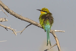 Swallow-tailed bee-eater -Merops hirundineus-, Etosha National Park, Namibia, Africa Swallow-tailed bee-eater -Merops hirundineus-, Etosha National Park, Namibia, Africa
