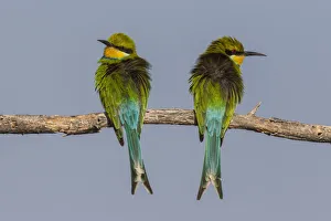 Swallow-tailed bee-eaters -Merops hirundineus-, Etosha National Park, Namibia, Africa Swallow-tailed bee-eaters -Merops hirundineus-, Etosha National Park, Namibia, Africa