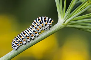 Swallowtail caterpillar (Papilio machaon) to Dill (Anethum graveolens), Hesse, Germany Swallowtail caterpillar (Papilio machaon) to Dill (Anethum graveolens), Hesse, Germany