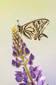 Swallowtail or Old World Swallowtail (Papilio machaon), North Hesse, Hesse, Germany Swallowtail or Old World Swallowtail (Papilio machaon), North Hesse, Hesse, Germany