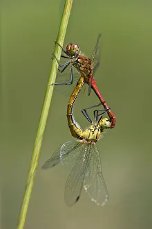 Swamp darters -Sympetrum depressiusculum- mating, Versoix, Canton of Geneva, Switzerland Swamp darters -Sympetrum depressiusculum- mating, Versoix, Canton of Geneva, Switzerland