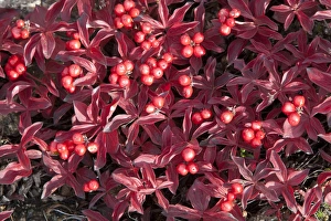 Swedish Cornel or Bunchberry -Cornus suecica L.-, subalpine tundra, Indian summer, leaves in fall colours, autumn Swedish Cornel or Bunchberry -Cornus suecica L.-, subalpine tundra, Indian summer, leaves in fall colours, autumn