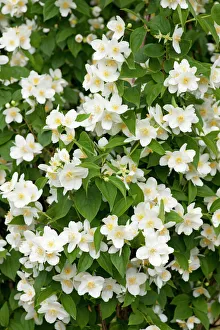 Sweet Mock-orange or English Dogwood -Philadelphus coronary-, flowers, ornamental shrub, Thuringia, Germany Sweet Mock-orange or English Dogwood -Philadelphus coronary-, flowers, ornamental shrub, Thuringia, Germany