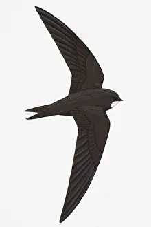 Swift (Apus apus), adult Swift (Apus apus), adult