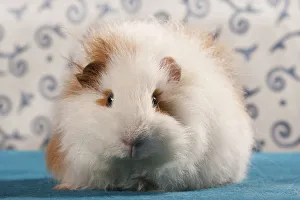 Swiss Teddy guinea pig, pedigree guinea pig Swiss Teddy guinea pig, pedigree guinea pig