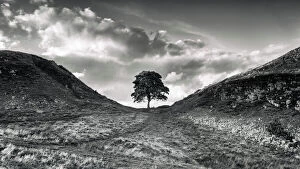 Pop art Collection: Sycamore Gap Tree