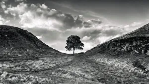 Sycamore Gap Tree