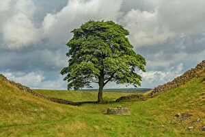 Pop art Collection: The Sycamore Gap Tree or Robin Hood Tree, Hadrian's Wall near Crag Lough, Northumberland