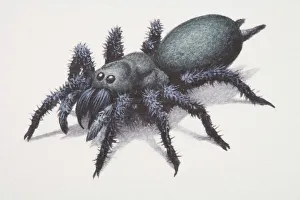 Collections/dorling kindersley prints/sydney funnel web spider atrax robustus Collections/dorling kindersley prints/sydney funnel web spider atrax robustus