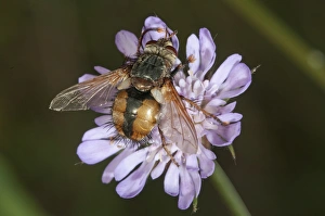 Tachina fly -Tachina fera-, searching for nectar, Lake Kerini region, Greece, Europe Tachina fly -Tachina fera-, searching for nectar, Lake Kerini region, Greece, Europe