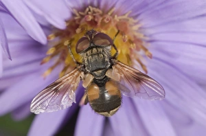 Tachinid fly -Ectophasia crassipennis-, feeding on nectar on Autumn aster -Aster sp Tachinid fly -Ectophasia crassipennis-, feeding on nectar on Autumn aster -Aster sp