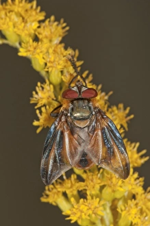 Tachinid Fly -Phasia Hemiptera- on Canadian Goldenrod -Solidago canadensis-, Untergroeningen, Baden-Wuerttemberg, Germany, Europe Tachinid Fly -Phasia Hemiptera- on Canadian Goldenrod -Solidago canadensis-, Untergroeningen, Baden-Wuerttemberg, Germany, Europe