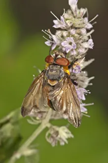 Tachinid Fly -Phasia Hemiptera- on Horse Mint -Mentha longifolia-, Untergroeningen Tachinid Fly -Phasia Hemiptera- on Horse Mint -Mentha longifolia-, Untergroeningen