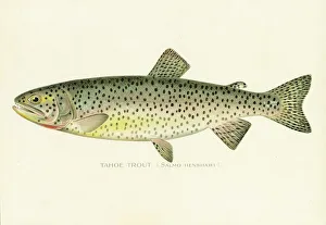 Tahoe trout chromolithograph 1898