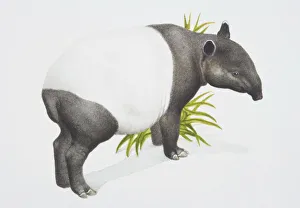 Collections/dorling kindersley prints/tapirus indicus malayan tapir view Collections/dorling kindersley prints/tapirus indicus malayan tapir view