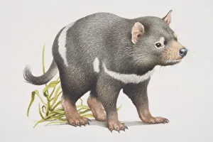 Tasmanian Devil (sarcophilus harrisii), side view Tasmanian Devil (sarcophilus harrisii), side view