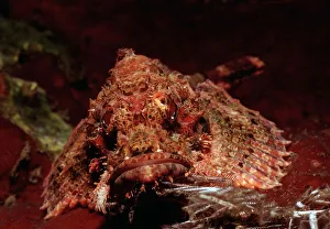 Tassled Scorpionfish (Scorpaenopsis oxycephalus), Bali, Indian Ocean, Indonesia Tassled Scorpionfish (Scorpaenopsis oxycephalus), Bali, Indian Ocean, Indonesia