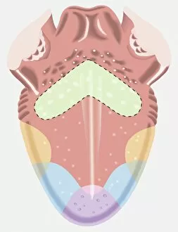 Humans Collection: Taste map of a human tongue, light green area sensitive to bitter taste