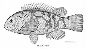 Images Dated 28th March 2017: Tautog engraving 1898