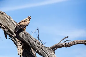 The tawny eagle (Aquila rapax) is a large bird of prey. Like all eagles, it belongs to the family Accipitridae. The tawny eagle (Aquila rapax) is a large bird of prey. Like all eagles, it belongs to the family Accipitridae.