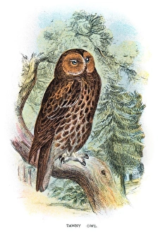 <b class=qtipBold><figcaption>Tawny Owl engraving 1896</figcaption></b><br>Lloyd's Natural History - A Hand Book to the Birds of Great Britain by R. Bowlder Sharp - London 1896<br><em>© Roberto A Sanchez</em> Tawny Owl engraving 1896