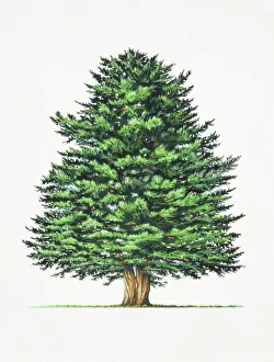 Collections/dorling kindersley prints/taxus baccata common yew tree Collections/dorling kindersley prints/taxus baccata common yew tree