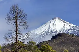 Canary Islands Travel Destinations Prints: Teide volcano and pine trees