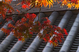 Temple roof detail and Japanese maple, Kyoto, Honshu, Japan Temple roof detail and Japanese maple, Kyoto, Honshu, Japan