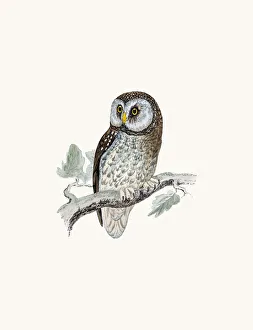 <b class=qtipBold><figcaption>Tengmalm's owl bird</figcaption></b><br>A photograph of an original hand-colored engraving from The History of British Birds by Morris published in 1853-1891.<br><em>© mashuk</em> Tengmalm's owl bird