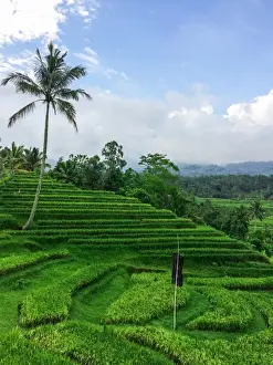 Lush Foliage Photography Prints: Terraced Rice Fields