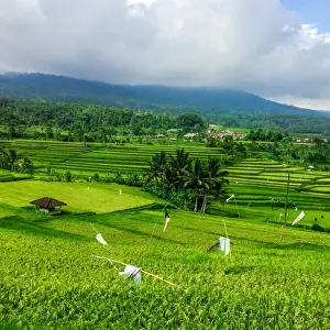 Indonesian Agriculture Prints: Terraced Rice Fields