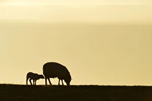 Texel sheep, mouflons -Ovis orientalis aries-, silhouette of ewe and lamb at dusk, Oudeschild, Texel Texel sheep, mouflons -Ovis orientalis aries-, silhouette of ewe and lamb at dusk, Oudeschild, Texel