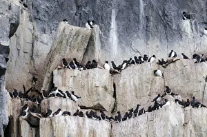 Thick-billed Murres or Bruennichs Guillemots -Uria lomvia- at the bird cliffs of Alkefjellet, Hinlopenstretet, Spitsbergen Island, Svalbard Archipelago, Svalbard and Jan Mayen, Norway Thick-billed Murres or Bruennichs Guillemots -Uria lomvia- at the bird cliffs of Alkefjellet, Hinlopenstretet, Spitsbergen Island, Svalbard Archipelago, Svalbard and Jan Mayen, Norway