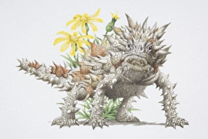 Thorny Devil, Moloch horridus, a spiky lizard Thorny Devil, Moloch horridus, a spiky lizard
