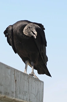 Threatening black vulture, Coragyps atratus. Everglades National Park, Florida, USA Threatening black vulture, Coragyps atratus. Everglades National Park, Florida, USA