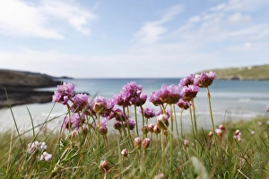 Thrift, Sea-pink -Armeria maritima-, Mizen Head Peninsula, West Cork, Republic of Ireland, British Isles, Europe Thrift, Sea-pink -Armeria maritima-, Mizen Head Peninsula, West Cork, Republic of Ireland, British Isles, Europe