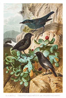 Thrush flycatcher redstart birds illustration 1882 Thrush flycatcher redstart birds illustration 1882