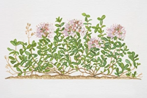 Thymus serpyllum, Creeping Wild Thyme plant Thymus serpyllum, Creeping Wild Thyme plant