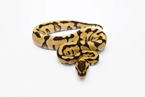 Python Regius Prints: Tiger Ball Python or Royal Python -Python regius-, female