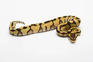 Prints of Tiger Ball Python or Royal Python -Python regius-, female Royal Python Prints: Female Tiger Ball Python Print